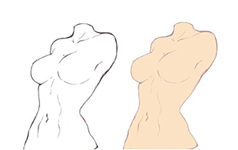 人体躯干（胸部，臀部）四肢的画法